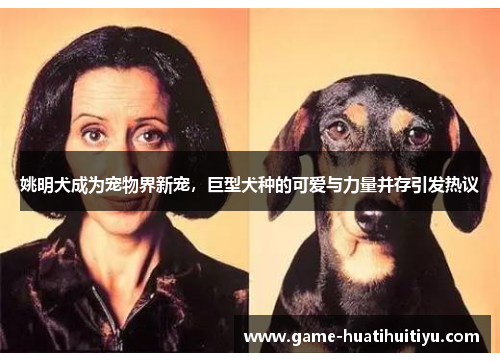 姚明犬成为宠物界新宠，巨型犬种的可爱与力量并存引发热议